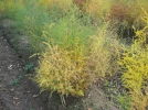 Asperge, Asparagus officinalis