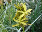 Bton de Jacob, Asphodline jaune, Asphodeline lutea