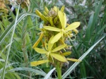B�ton de Jacob, Asphod�line jaune, Asphodeline lutea
