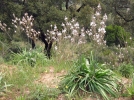 Asphodle porte cerise, Asphodle blanche, Bton royal, Asphodelus cerasiferus
