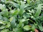 Fougre scolopendre, Langue de cerf, Langue de buf, Herbe  la rate, Herbe hpatique, Asplenium scolopendrium