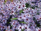 Aster bleu des bois, Aster � feuilles cord�es, Aster cordifolius