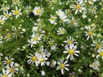 Aster x datschii Aster x datschii