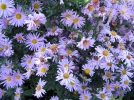 Aster d'automne de Nouvelle-Angleterre, Aster novae-angliae
