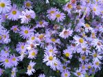 Aster d'automne de Nouvelle-Angleterre, Aster novae-angliae