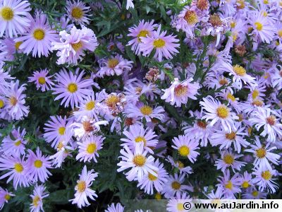 Aster d'automne de Nouvelle-Angleterre, <span style="font-style:italic;">Aster novae-angliae</span>