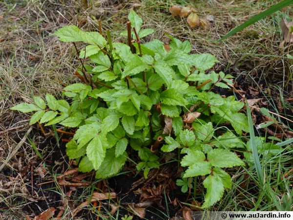 Un astilbe qui redémarre après une période de canicule ou il avait "brûlé"