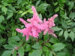Astilbe