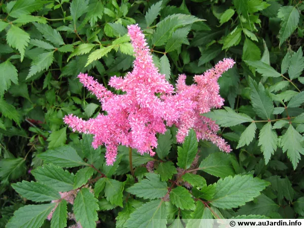 Astilbe