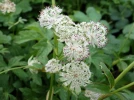 Grande astrance, Grande radiaire, Sanicle de montagne, Astrantia major