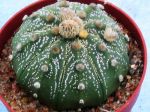 Cactus oursin, Sand dollar, Astrophytum asterias