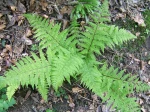 Foug�re femelle, Athyrium filix-femina