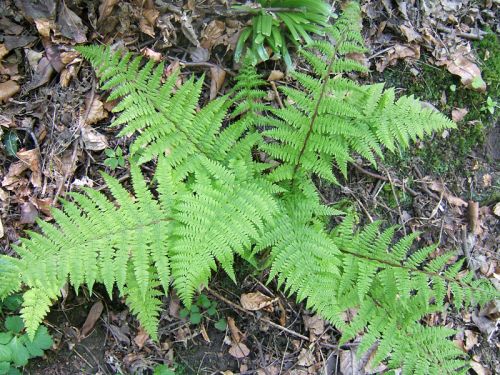 Athyrium filix-femina Victoriae - Fougère - Le chatel des vivaces