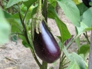 Questions frquentes sur l'aubergine ?