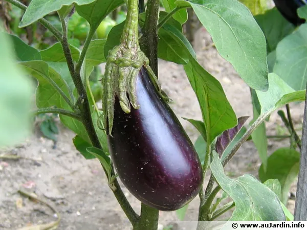 Une aubergine sur pied en culture dans un potager