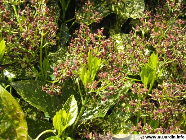 Fleurs d'Aucuba japonica