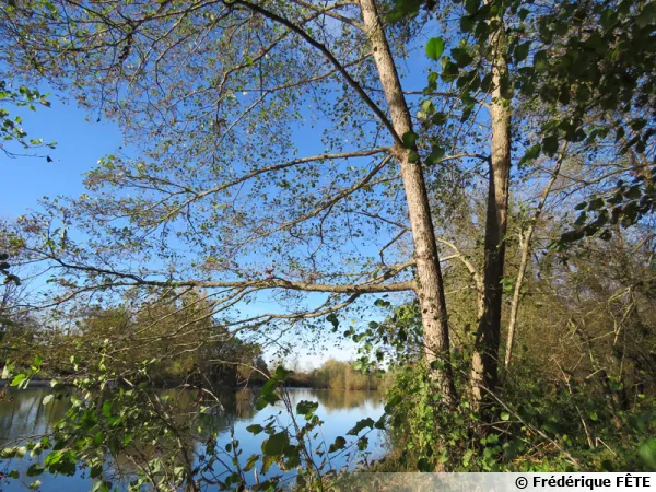 L'aulne en bordure d'eau