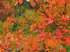 Conserver les plus belles feuilles d'automne