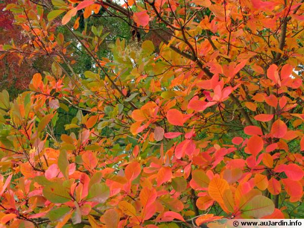 Feuilles aux couleurs d'automne