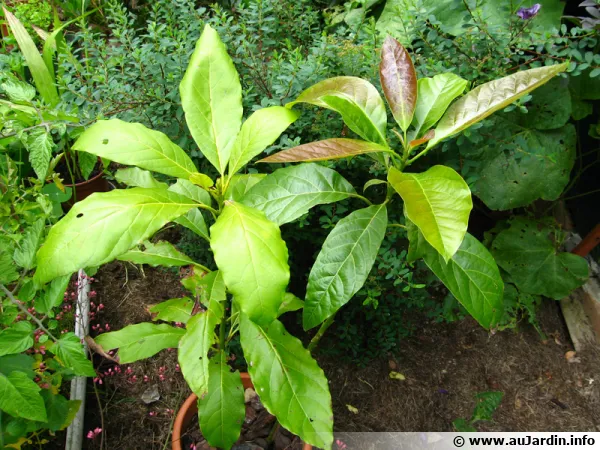 Avocatier en pot obtenu  partir d'un noyau... 