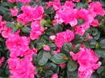 Azalee d'interieur, Azalea indica