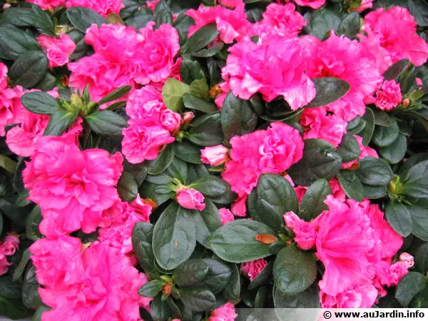 Azalee d'interieur, Azalea indica