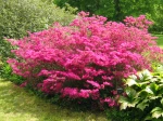 Azal�e � feuilles persistantes, Azal�e Kurume, Azalea x kurume