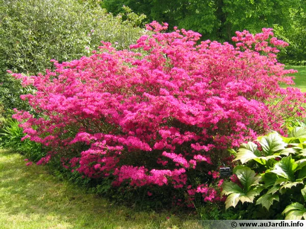 Azalée à feuilles persistantes, Azalée Kurume, Azalea x kurume