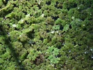 Azolla fausse-foug�re, Azolle, Mousse des f�es, Azolla filiculoides