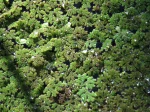 Azolla fausse-foug�re, Azolle, Mousse des f�es, Azolla filiculoides