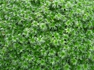 Azorelle, Coussin des Andes, Azorella trifurcata