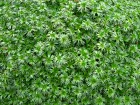 Azorelle, Coussin des Andes, Azorella trifurcata