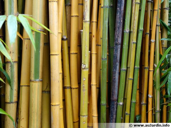 Manger une Pousse de Bambou: Ce que vous Devez Savoir (Guide 2024) - Bambou  en France