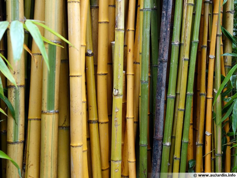  Bambou  planter cultiver multiplier