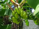 Les tonnantes proprits de la peau de banane