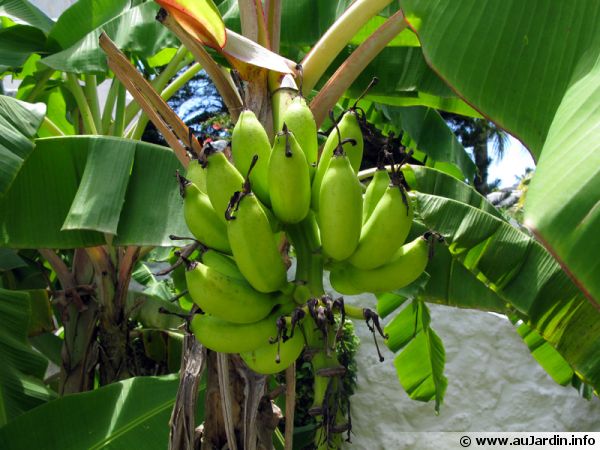 Les étonnantes propriétés de la peau de banane