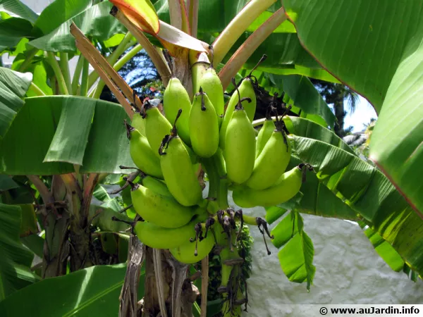 Les tonnantes proprits de la peau de banane
