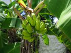 Les maladies et parasites des bananiers