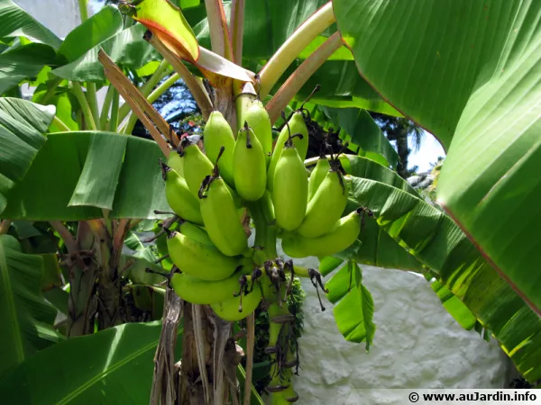 Les maladies et parasites des bananiers