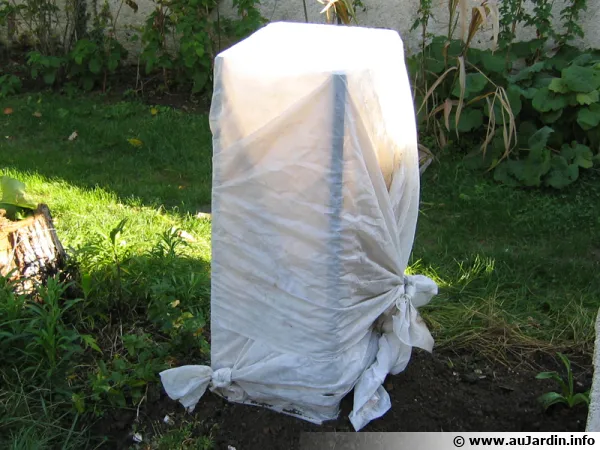 Mise en place d'une protection autour du bananier en hiver