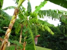 Les bananiers