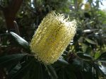 Banksia de Glass House Mountains, Banksia conferta au parc Gonzalez, situé à Bormes-les-Mimosa