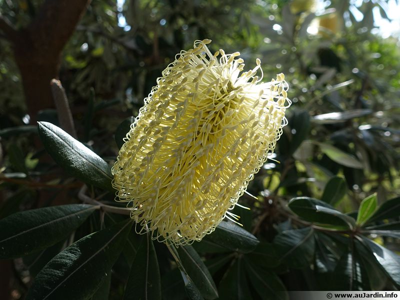 Banksia de Glass House, Banksia conferta planter, cultiver, multiplier
