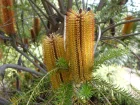 Banksia  feuilles de bruyre, Banksia lanterne, Banksia ericifolia