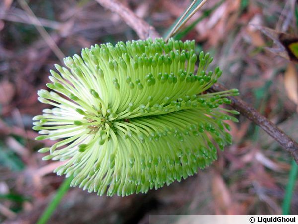 Inflorescence de Banksia integrifolia, Banksia côtier