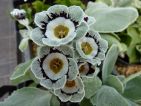 Greylag : Primula auricula ‘Greylag’ Aussi appelé auricule ou oreille des ours. De la catégorie des auricules de collection, liséré de gris