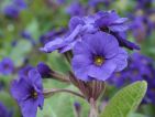 Blue Cowichan : Un hybride de Barnhaven d’un bleu remarquable. Sans l’œil jaune caractéristique de la plupart des primevères