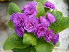 Bon Accord Purple : Une forme double qui est une très vieille variété. La vraie primevère de nos grand-mères
