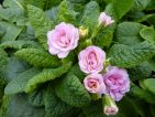 Camaieu : Une primevère double aux belles teintes rosâtres. Une création de chez Barnhaven