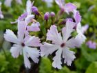 Primula sieboldii: Primula sieboldii ‘Dancing ladies’ Une primevère de sous-bois qui forme de belles touffes dans le jardin. Existe dans les coloris, blanche, bleu et rose avec beaucoup de formes très variées